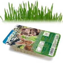 Hierba Gatera Bandeja 100 gr Arquivet